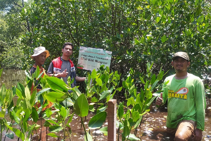 Lestarikan Bangau Bluwok, Pertamina Patra Niaga RJBB Tanam 3.750 Mangrove