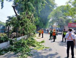 Demi Keselamatan, Daop 3 Pangkas Pohon di Sekitar Stasiun Cirebon