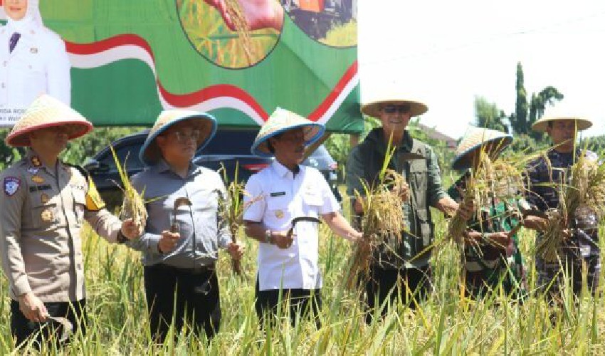 Panen Raya Serentak, Andrie Sulistio Puji Komitmen Prabowo Bangun Pertanian