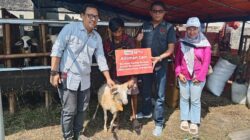 Alfamart bersama IWO Jabar Salurkan Kurban untuk Warga Indramayu