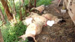 Serangan Binatang Buas di Kuningan, Total 38 Kambing Mati