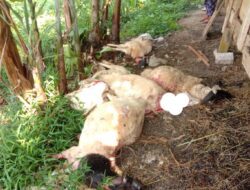 Serangan Binatang Buas di Kuningan, Total 38 Kambing Mati