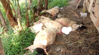 Serangan Binatang Buas di Kuningan, Total 38 Kambing Mati