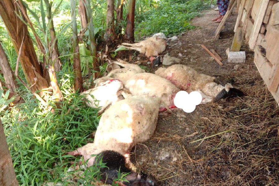 Serangan Binatang Buas di Kuningan, Total 38 Kambing Mati