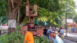 DPRKP Kota Cirebon Tingkatkan Pemeliharaan Pohon untuk Lingkungan yang Asri