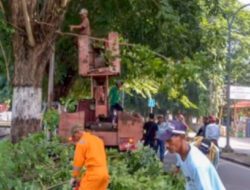 DPRKP Kota Cirebon Tingkatkan Pemeliharaan Pohon untuk Lingkungan yang Asri