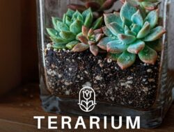 Mengenal Terarium Ekosistem, Dunia Mini yang Meniru Alam Sungguhan