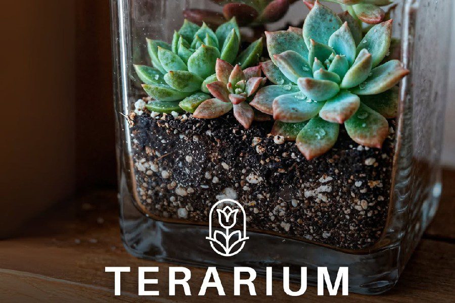 Mengenal Terarium Ekosistem, Dunia Mini yang Meniru Alam Sungguhan