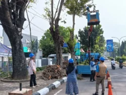 Antisipasi Bencana, DPRKP Kota Cirebon Intensifkan Pemangkasan Pohon
