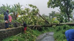 Hujan Lebat Picu 26 Bencana di Majalengka, Ratusan Hektare Sawah Terendam
