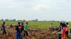 Program Bongkar Ratoon Tebu Dikebut, Majalengka Siap Jadi Penyangga Gula Jabar