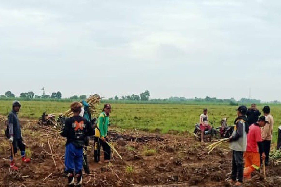 Program Bongkar Ratoon Tebu Dikebut, Majalengka Siap Jadi Penyangga Gula Jabar