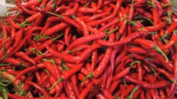 Jelang Ramadan, Harga Cabai Setan Tembus Rp100 Ribu per Kg