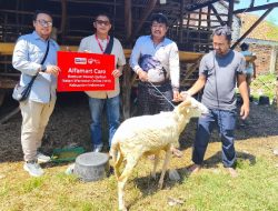 Alfamart dan IWO Jawa Barat Tebar Kepedulian lewat Program Kurban