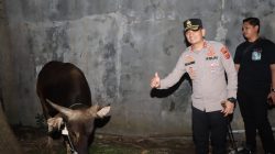 Bantuan Sapi Kurban Kapolri di Cirebon Jadi Simbol Semangat Berbagi