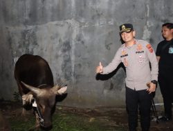 Bantuan Sapi Kurban Kapolri di Cirebon Jadi Simbol Semangat Berbagi