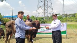 Cirebon Power Bagikan Enam Sapi dan 52 Kambing Jelang Iduladha