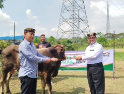 Cirebon Power Bagikan Enam Sapi dan 52 Kambing Jelang Iduladha