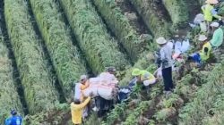 Sentra Bawang Merah Panyaweuyan Majalengka Panen Hingga 120 Ton