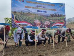 Majalengka Kembangkan Bawang Putih untuk Dukung Swasembada Nasional