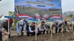 Majalengka Kembangkan Bawang Putih untuk Dukung Swasembada Nasional