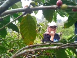 Kopi Buana Ciremai dan Jalan Menuju Pasar Ekspor