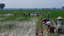 Majalengka Alokasikan 40.800 Hektare untuk Perlindungan Lahan Pertanian
