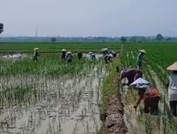Majalengka Alokasikan 40.800 Hektare untuk Perlindungan Lahan Pertanian