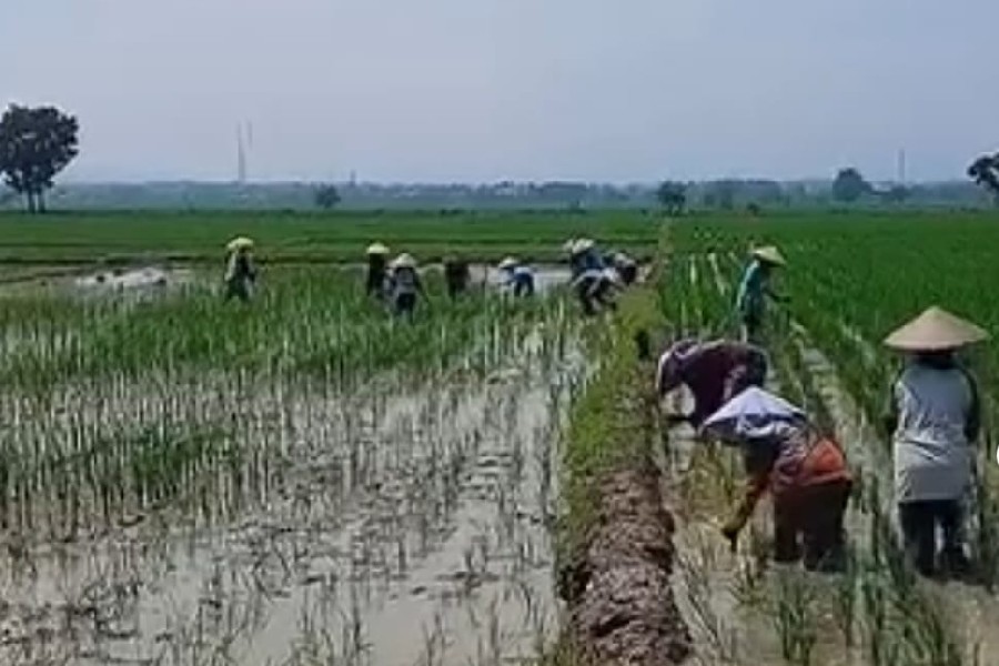 Majalengka Alokasikan 40.800 Hektare untuk Perlindungan Lahan Pertanian