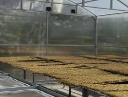 Teknologi Solar Dryer Dome Mulai Diuji untuk Tembakau di Majalengka